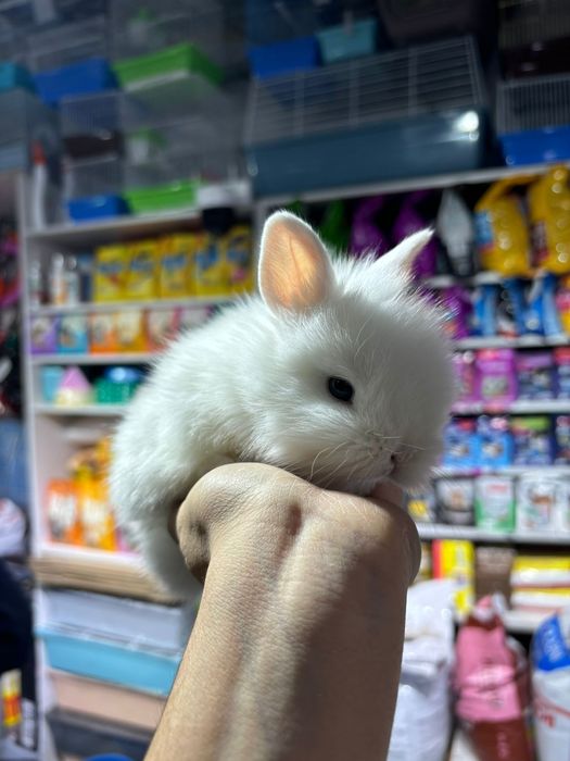 Кореллы птенцы ручные