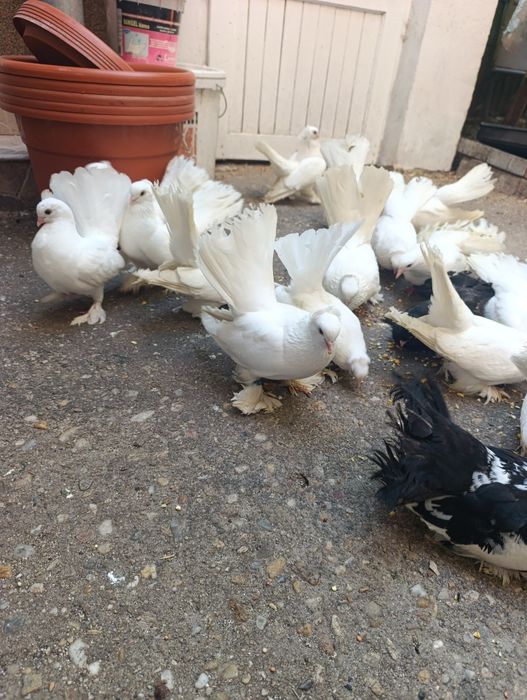 Porumbei siberieni de vînzare