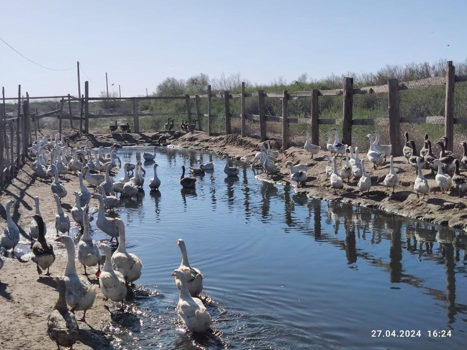 Яйца гусиные инкубационные