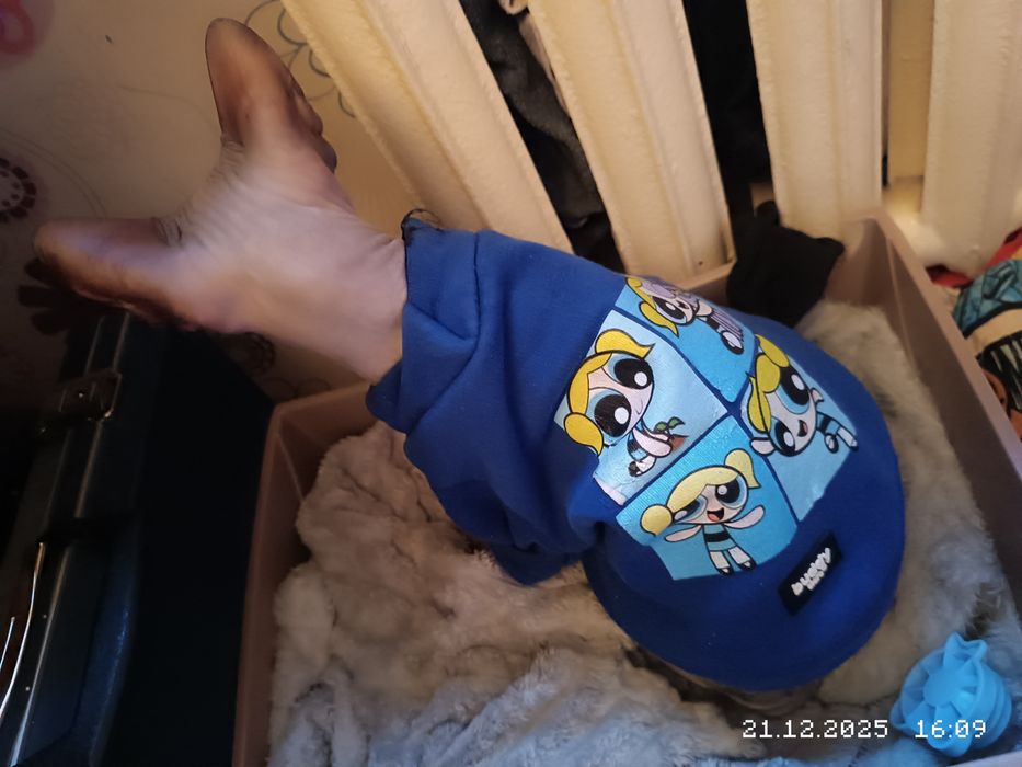 Кот донский сфинкс