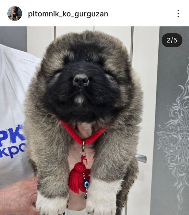 Продаю щенков Кавказская овчарка