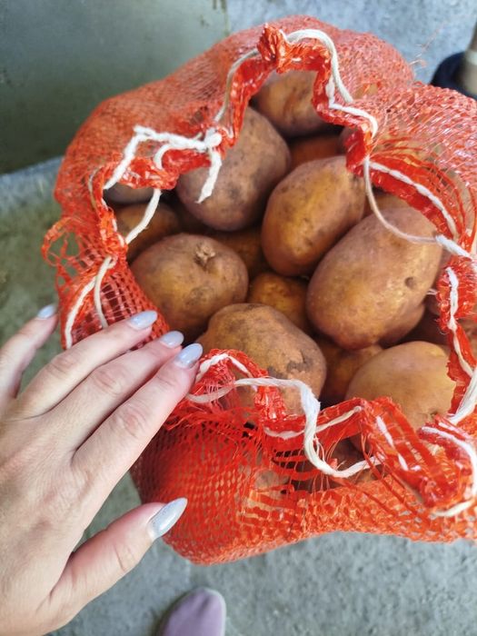Продам картофель