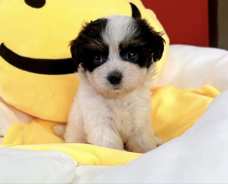 Bichon havanez 400 lei