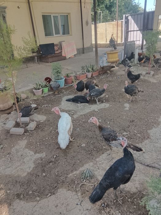 Куркетауык сатылады