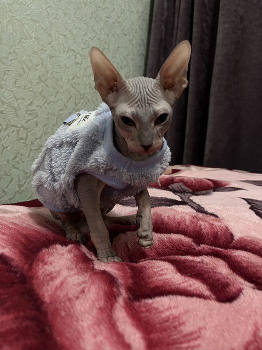 Продам котёнка канадского сфинкса — мальчик