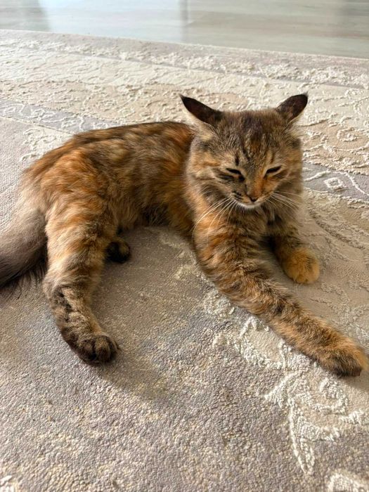 Кошка ищет семью!