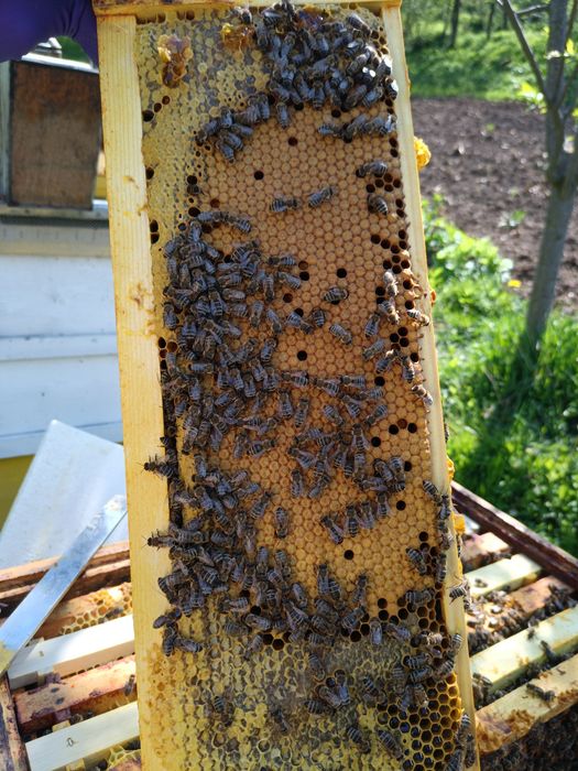 Vând familii de albine in stupi MER