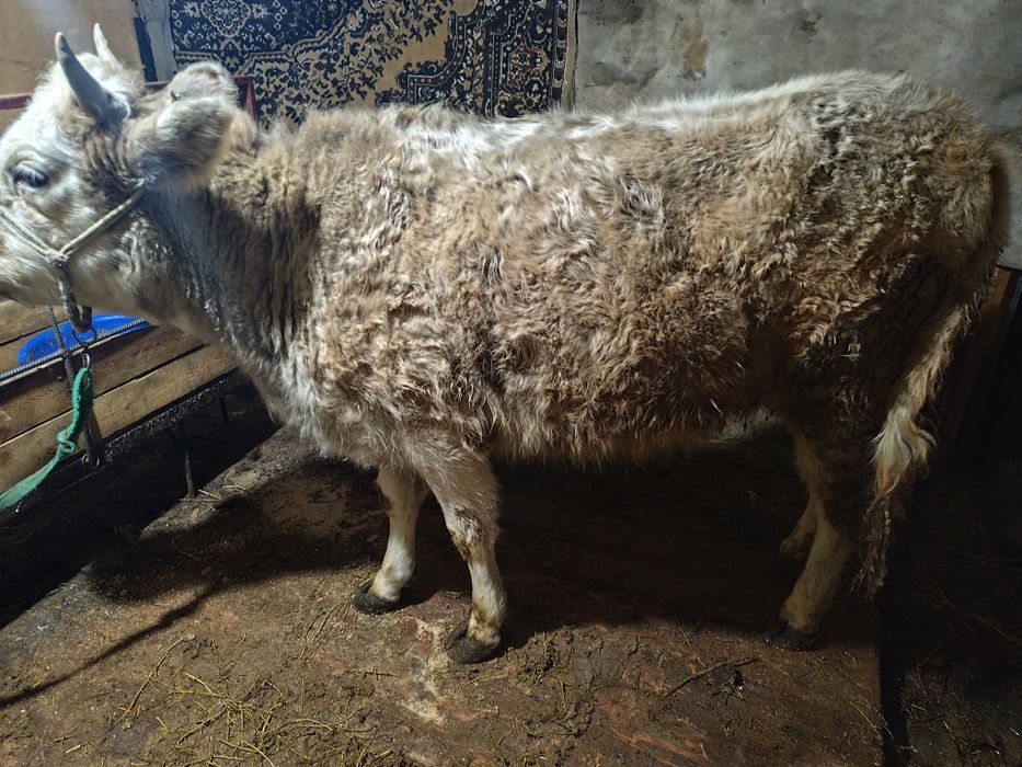 Семиз буаз кашар сатылады