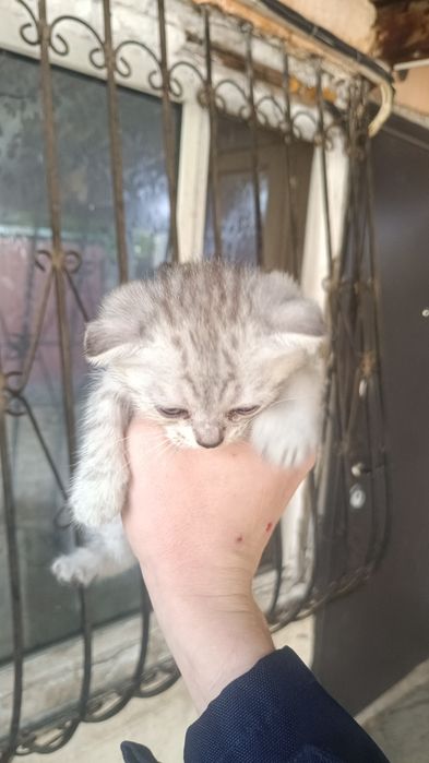 Котята скотиш веслоухие две девочки