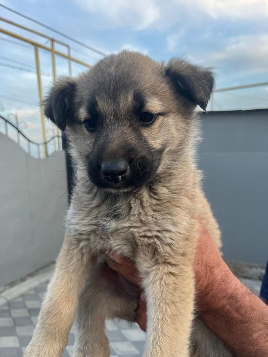 Отдам в добрые руки