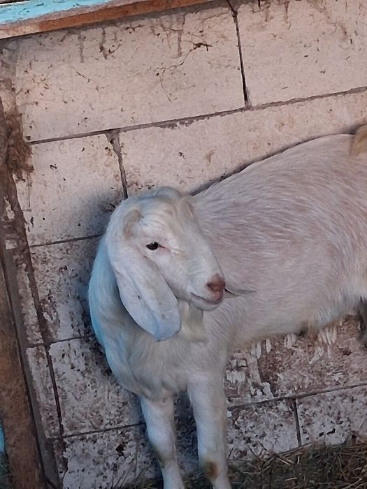 Vând /Schimb.Țap Anglonubian