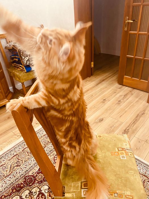 Котенок Мейн-кун