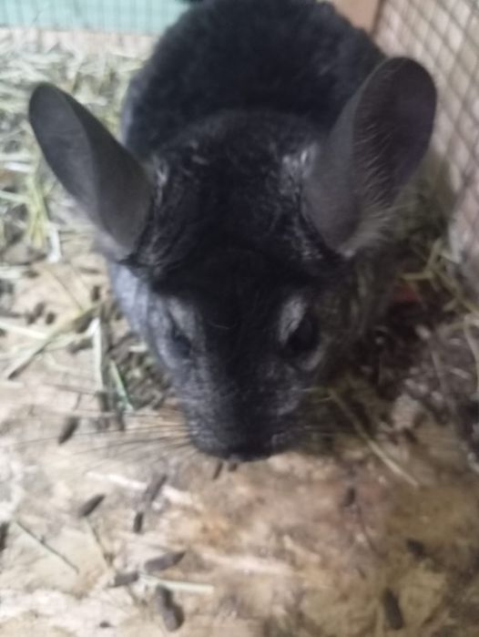 Продам шиншилл, мальчик-девочка-потомство