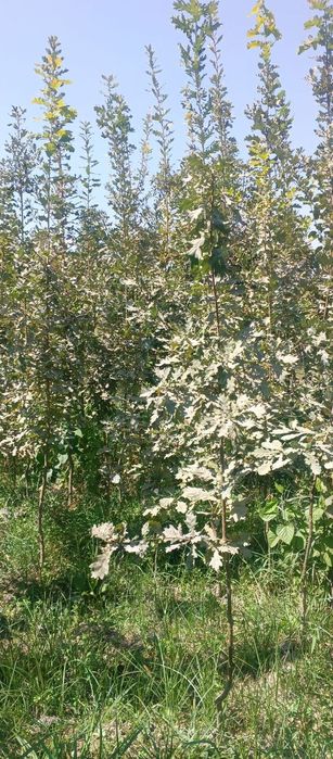 Дуп еман дарахт сотилади