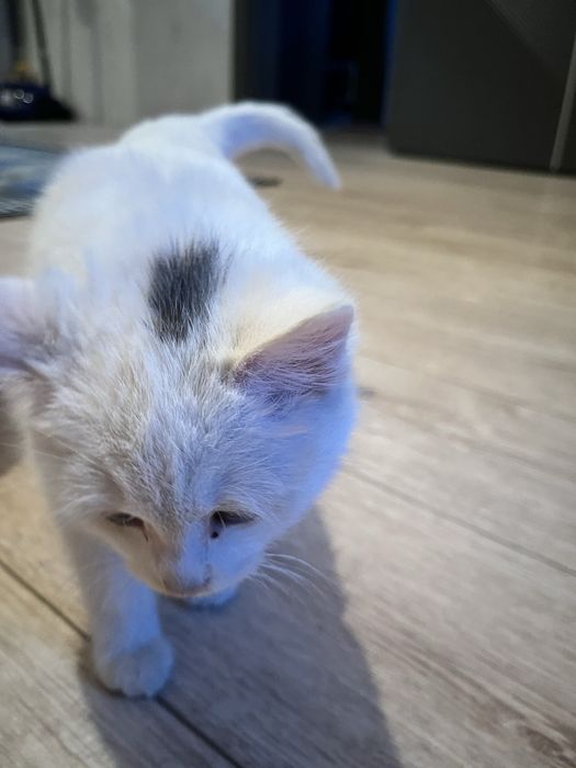 Шотландский мысық