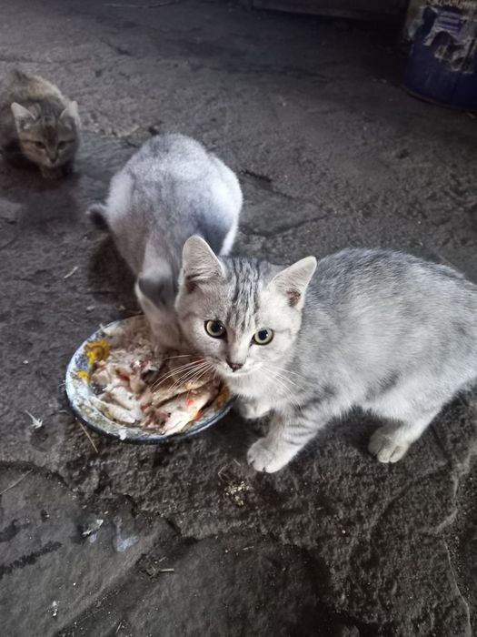 Отдам  кошечку с котятами