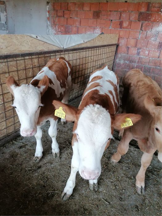 Vand 4 taurași cu varsta de 3 luni