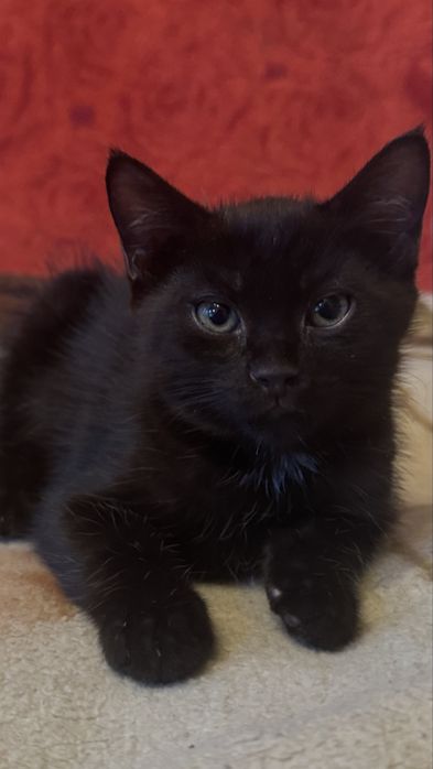 Черный котенок ищет дом