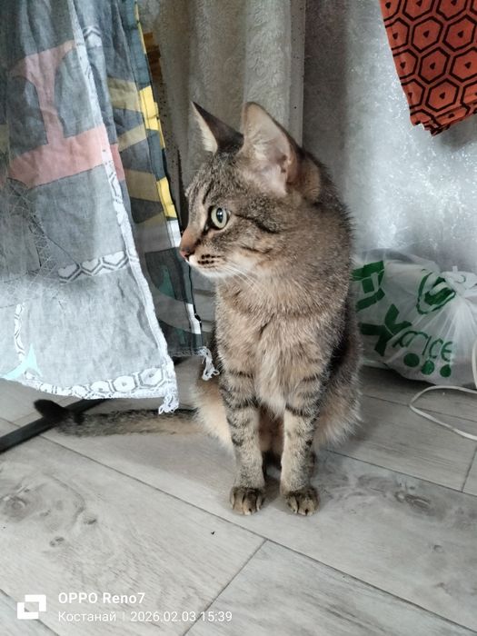 Котик в добрые ручки