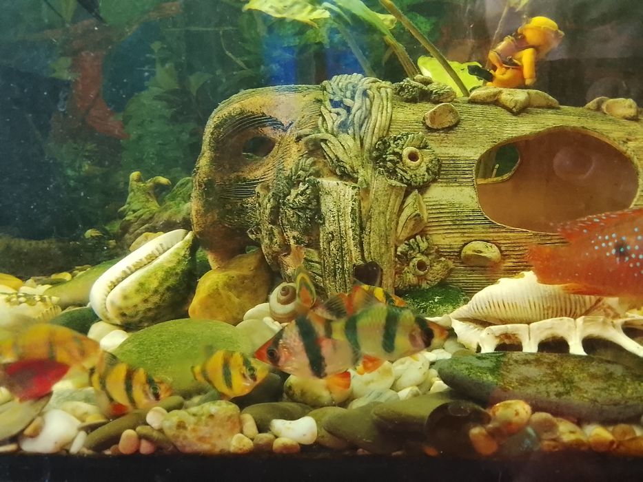 Срочно продам аквариум