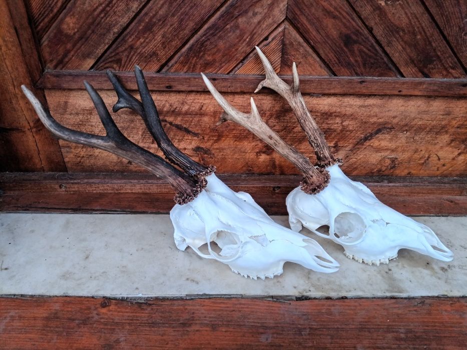 Трофей от сръндаци.Рога.2бр