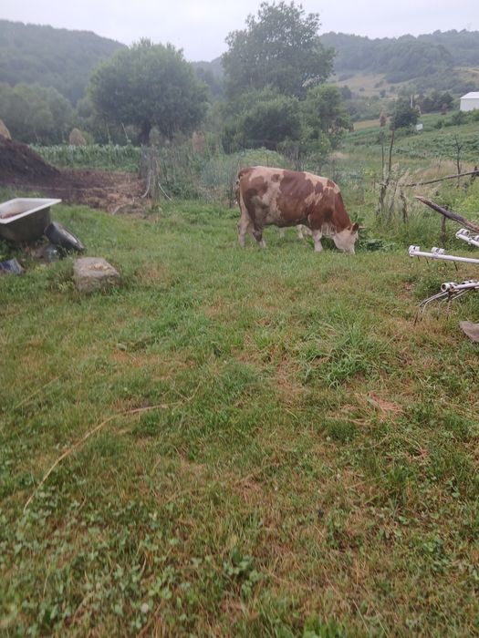 vind vaca baltata romăneasca