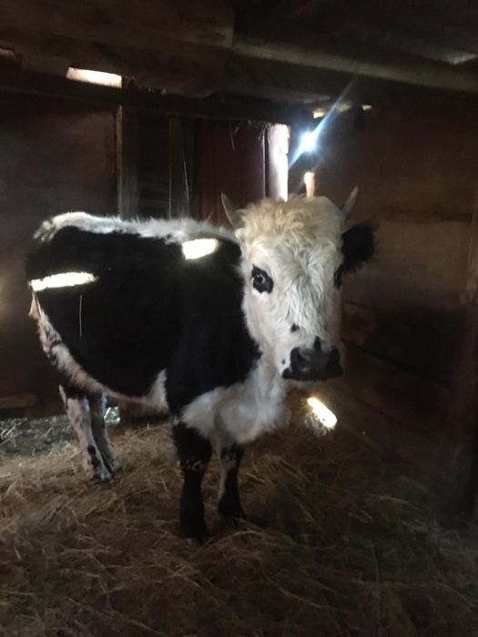 Кашар 2.5жылдык