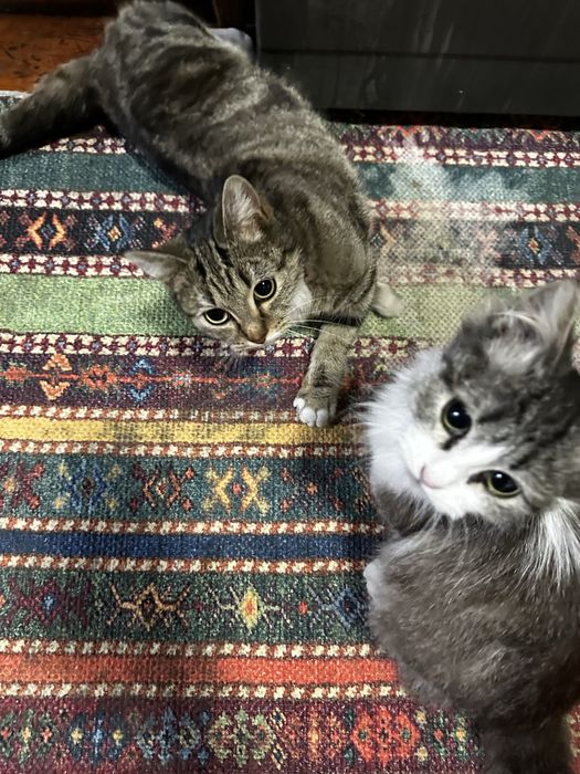 Отдам кошек в добрые руки