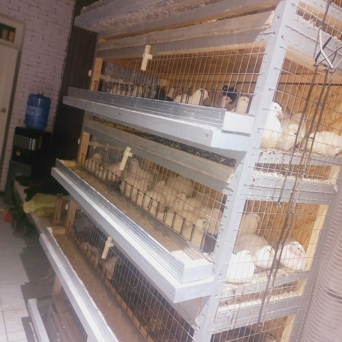 Изготовим клетку и брудер для перепелов и цеплят