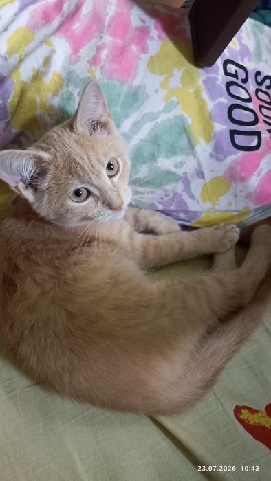 Котик ищет любящую семью.