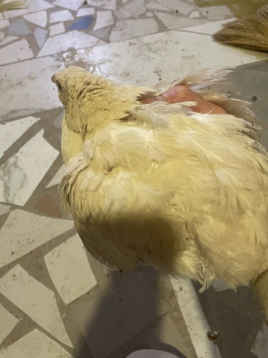 Инкубационое яйцо перепела