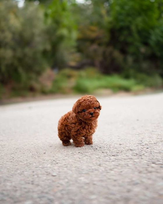 Toy Poodel Mini Red / Pedigree FCI