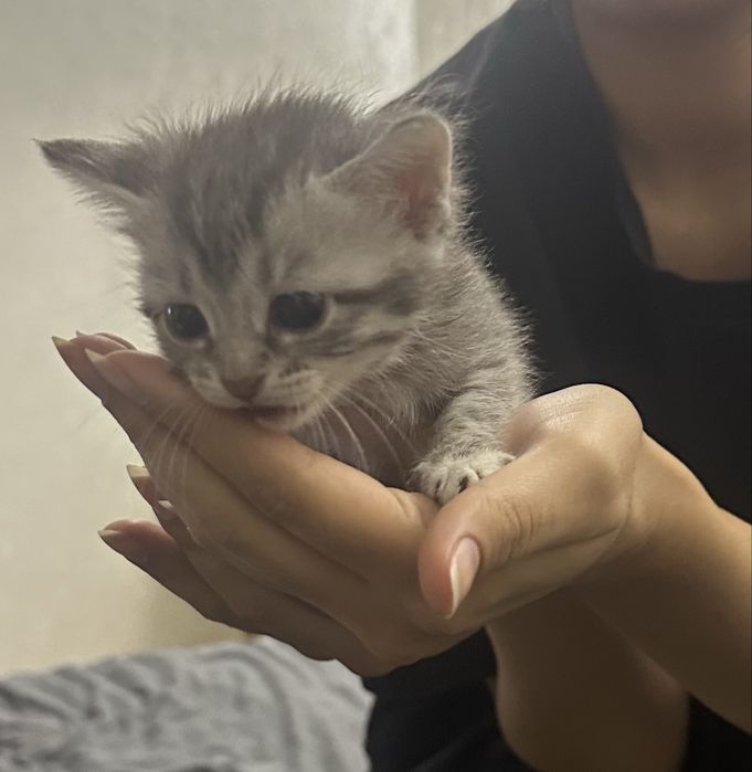 Отдам котят бесплатно