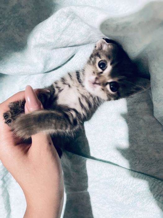 Котёнку 2 недели