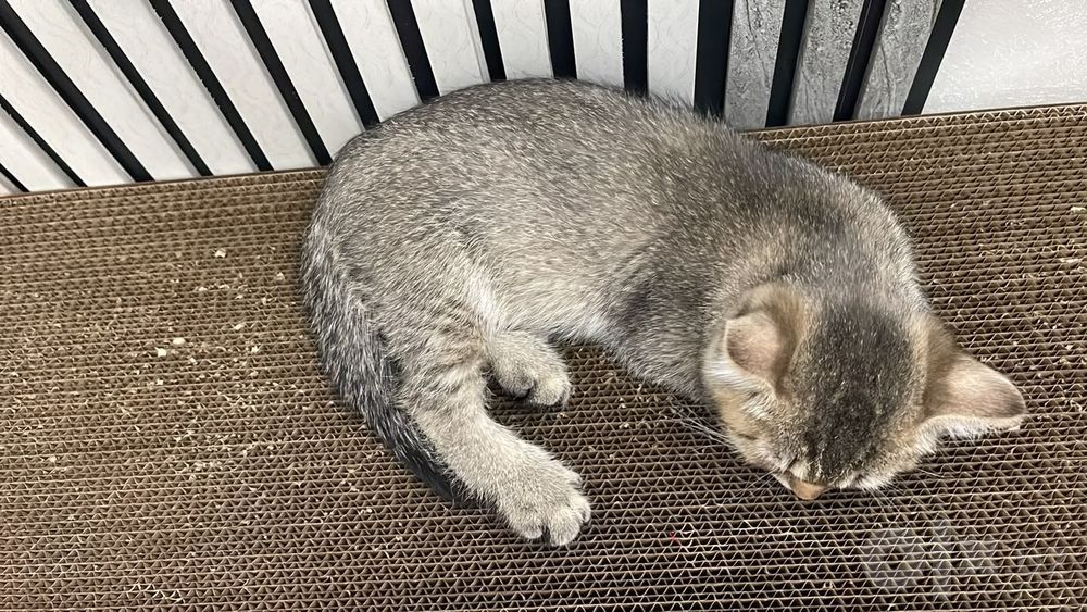 Отдоется котонек