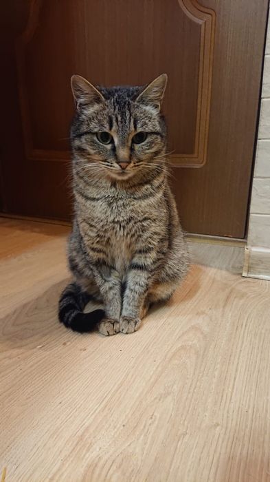 Кошечка красавица