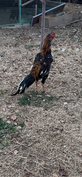 Дакан бойцовый чисто кров