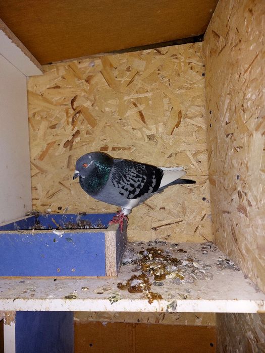 Кептер Құс Голуби