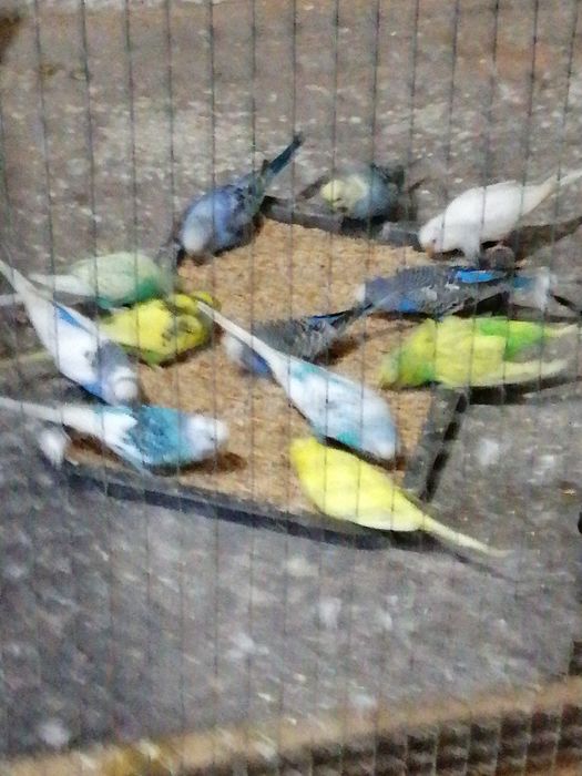 Vînd peruși perechi mature