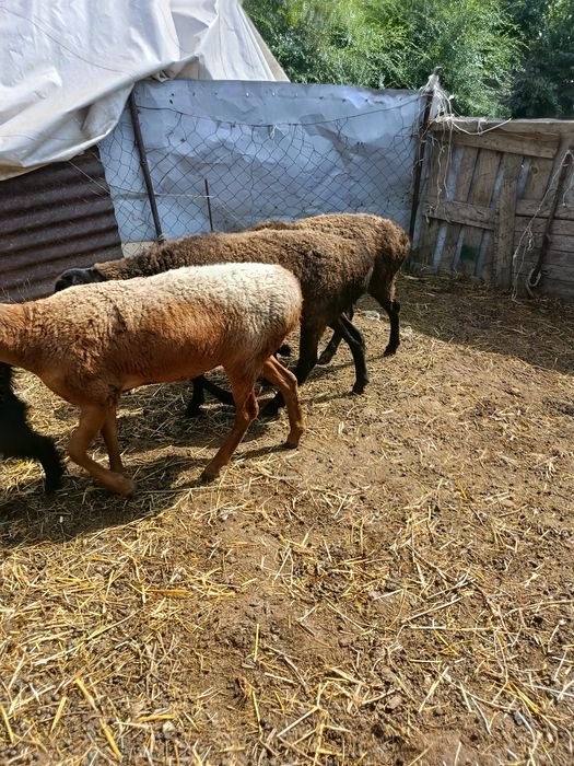 В продажи Жирные Барашки.
