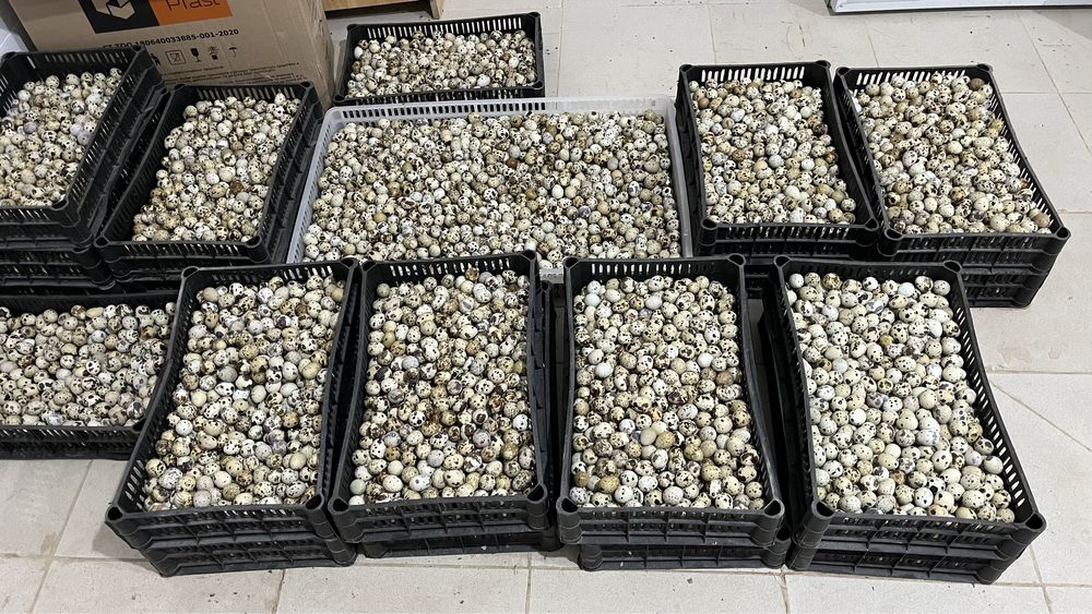 Перепелинное тушка