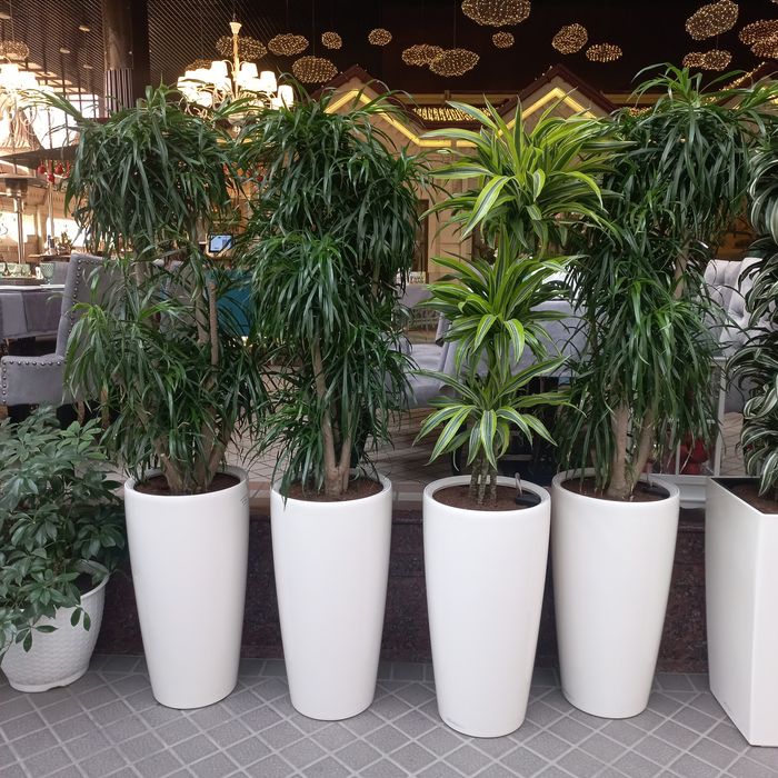 Цветы растения в горшках для офисов гуллар gullar