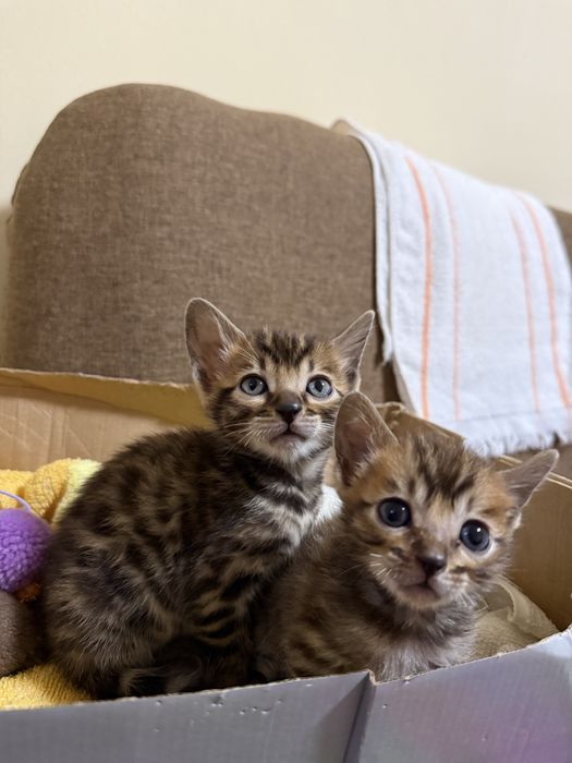 Бенгальские котята мальчик и девочка