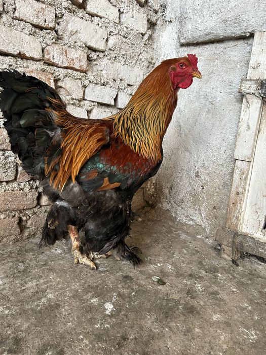 Vand cocos brahma potarnichiu