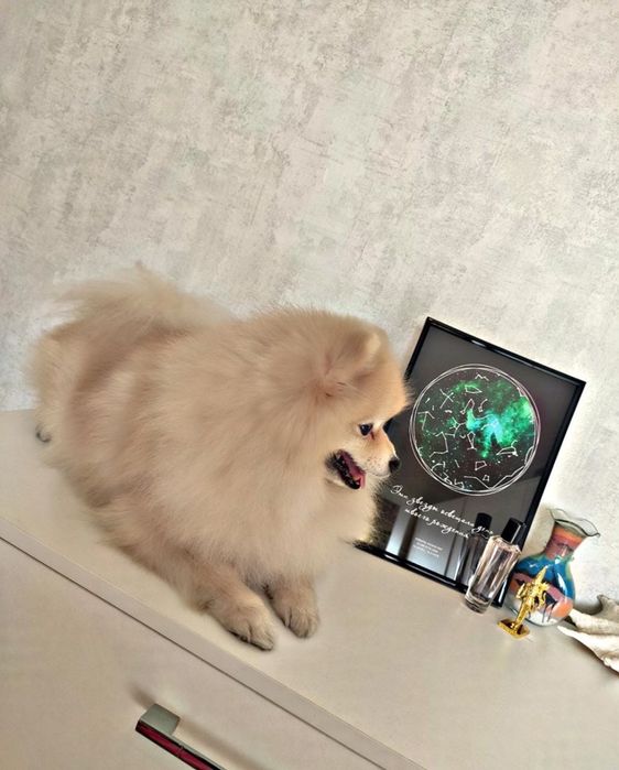 Вязка шпиц под щенка