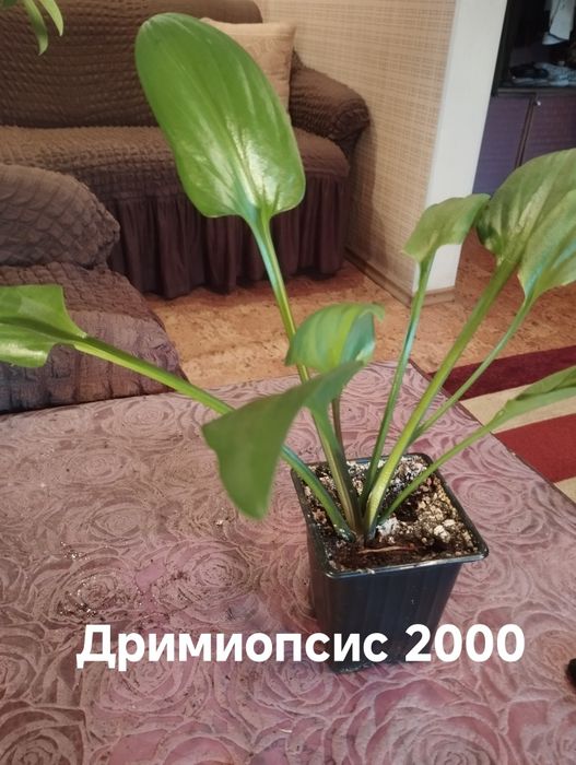 Продам комнатные растения
