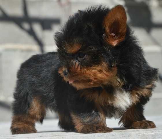 Йоркширски териер мини baby face