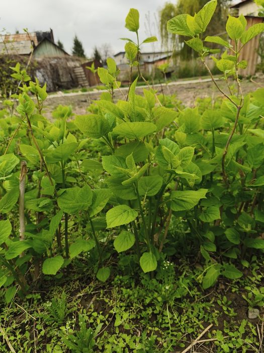 Гортензия белая древовидная