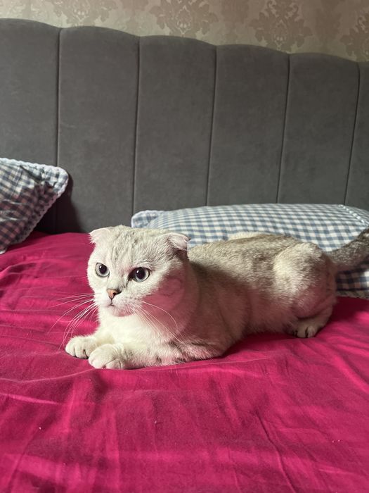 Кошка белая  девушка