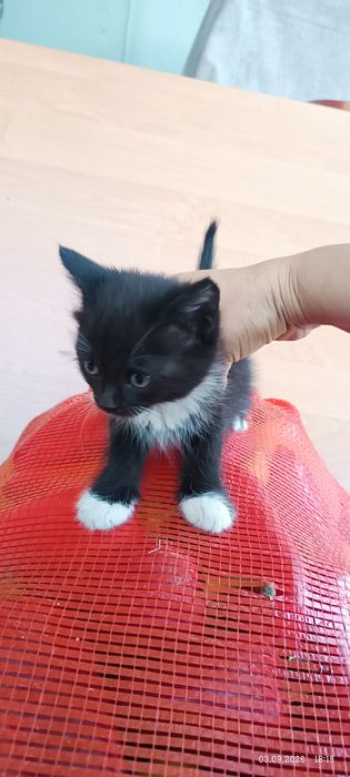 Котята полубританцы отдам